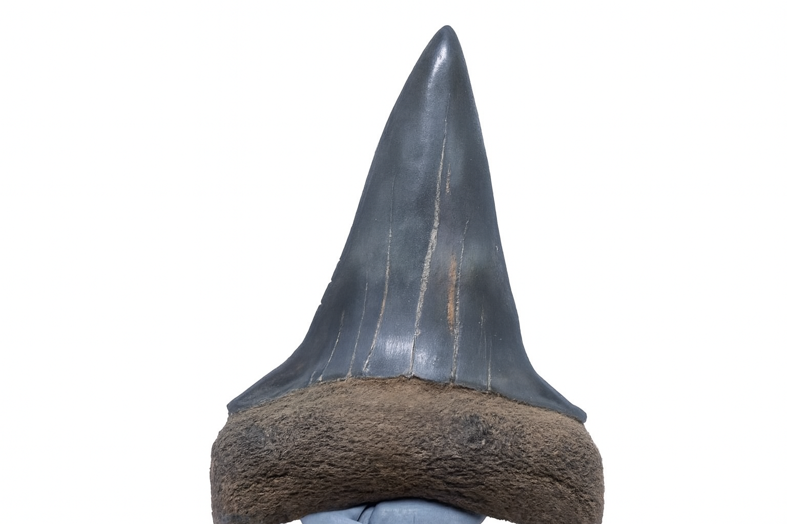 Isurus Hastalis Tooth.