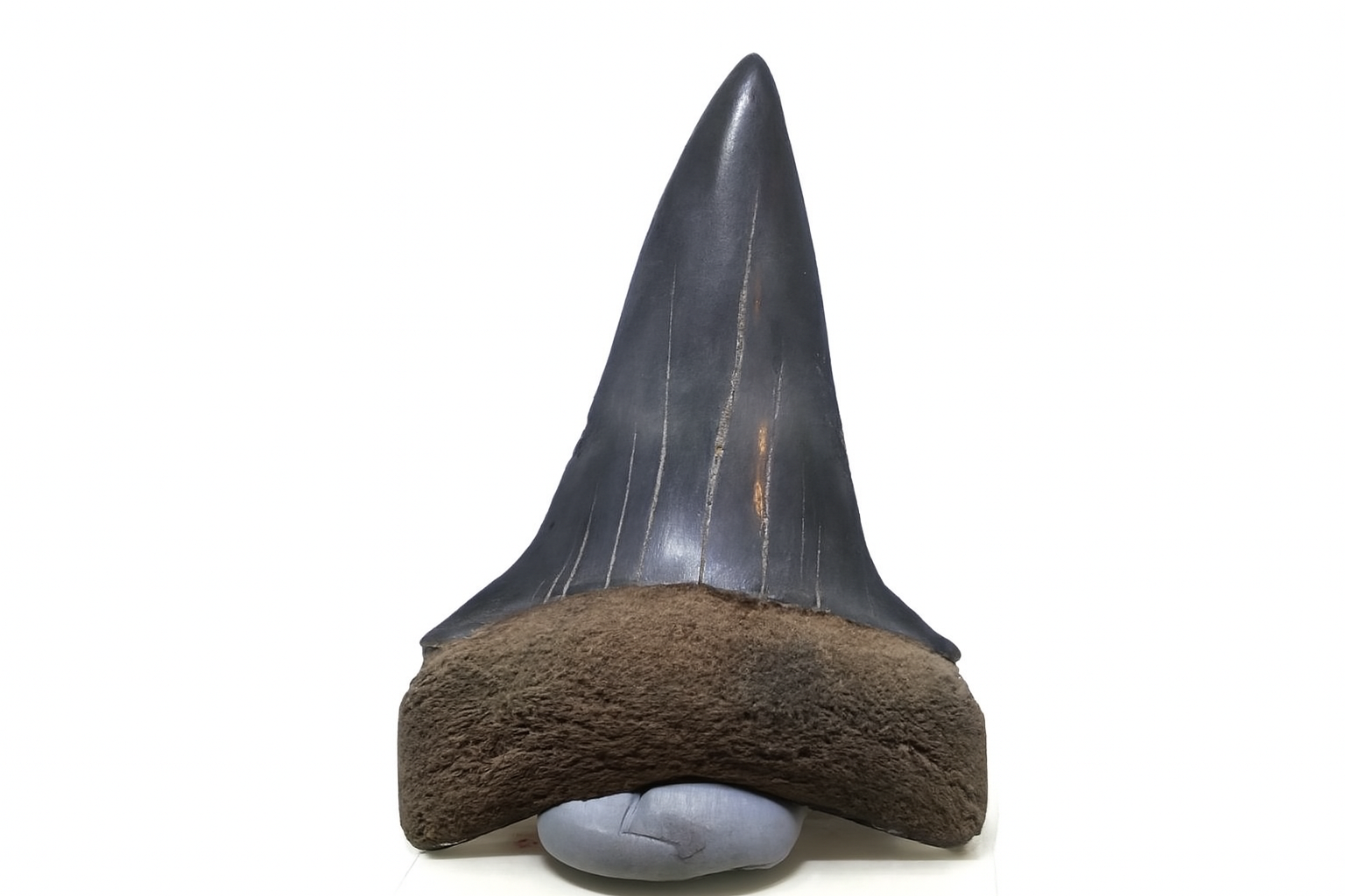 Isurus Hastalis Tooth.