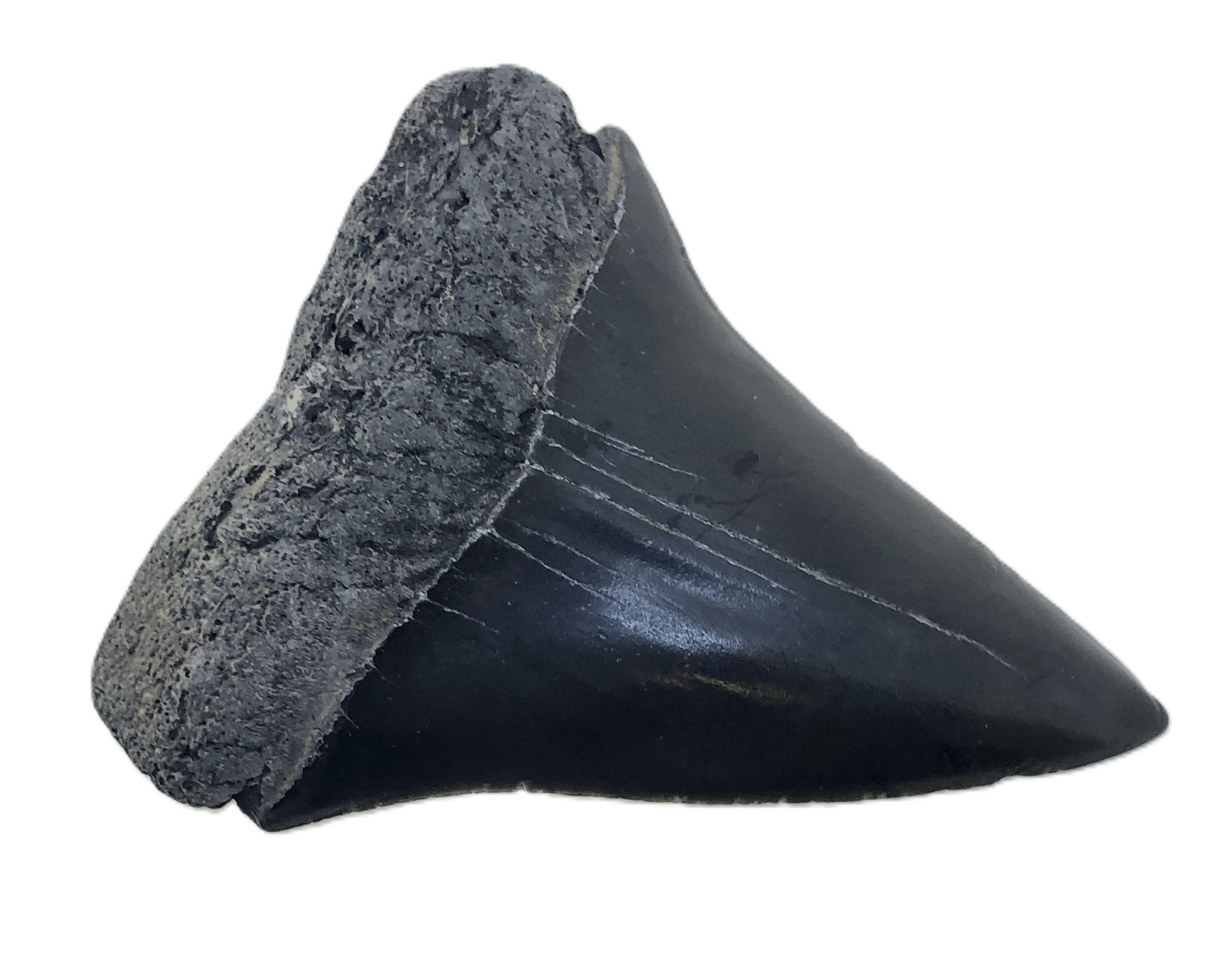 Isurus Hastalis Tooth.