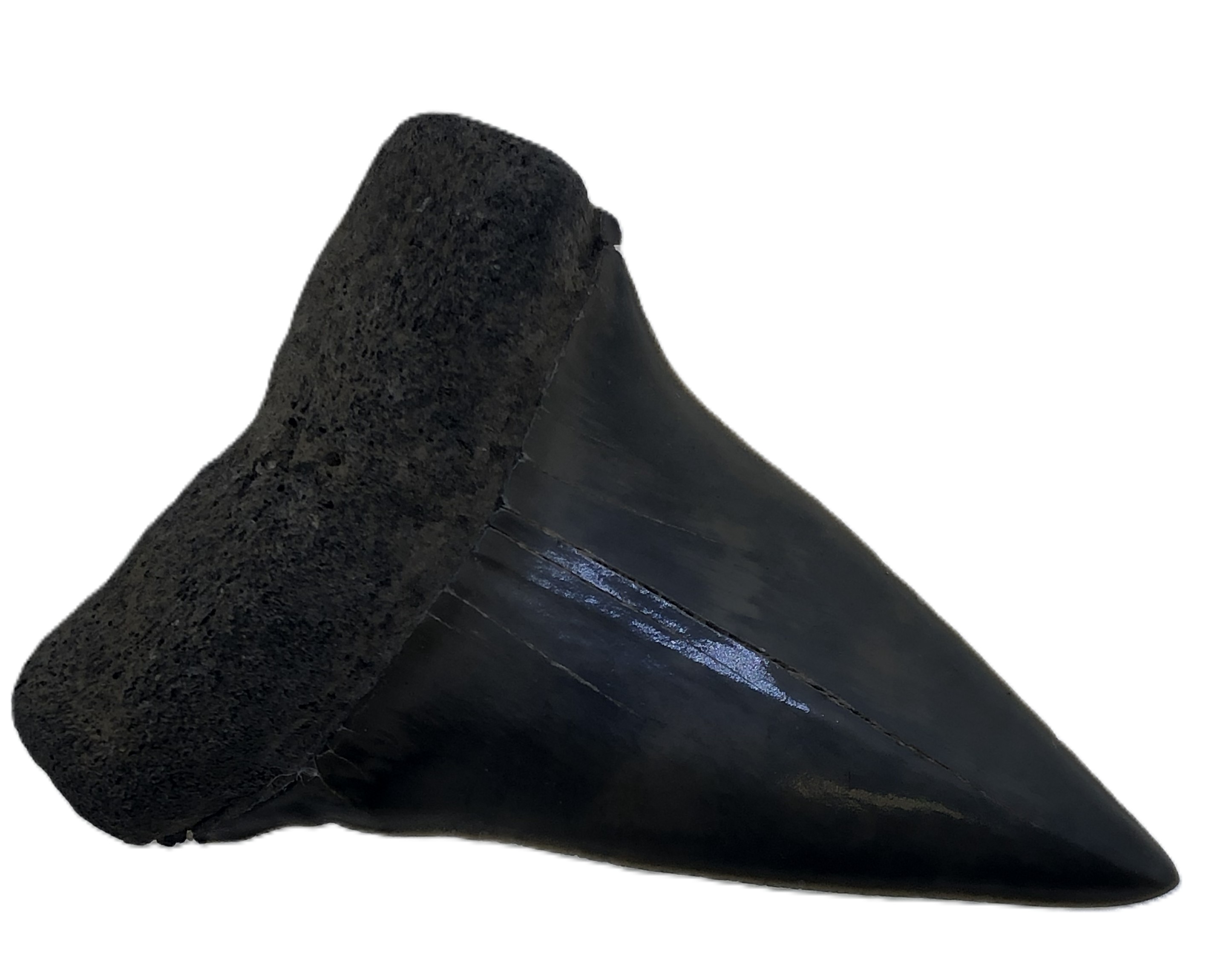 Isurus Hastalis Tooth.