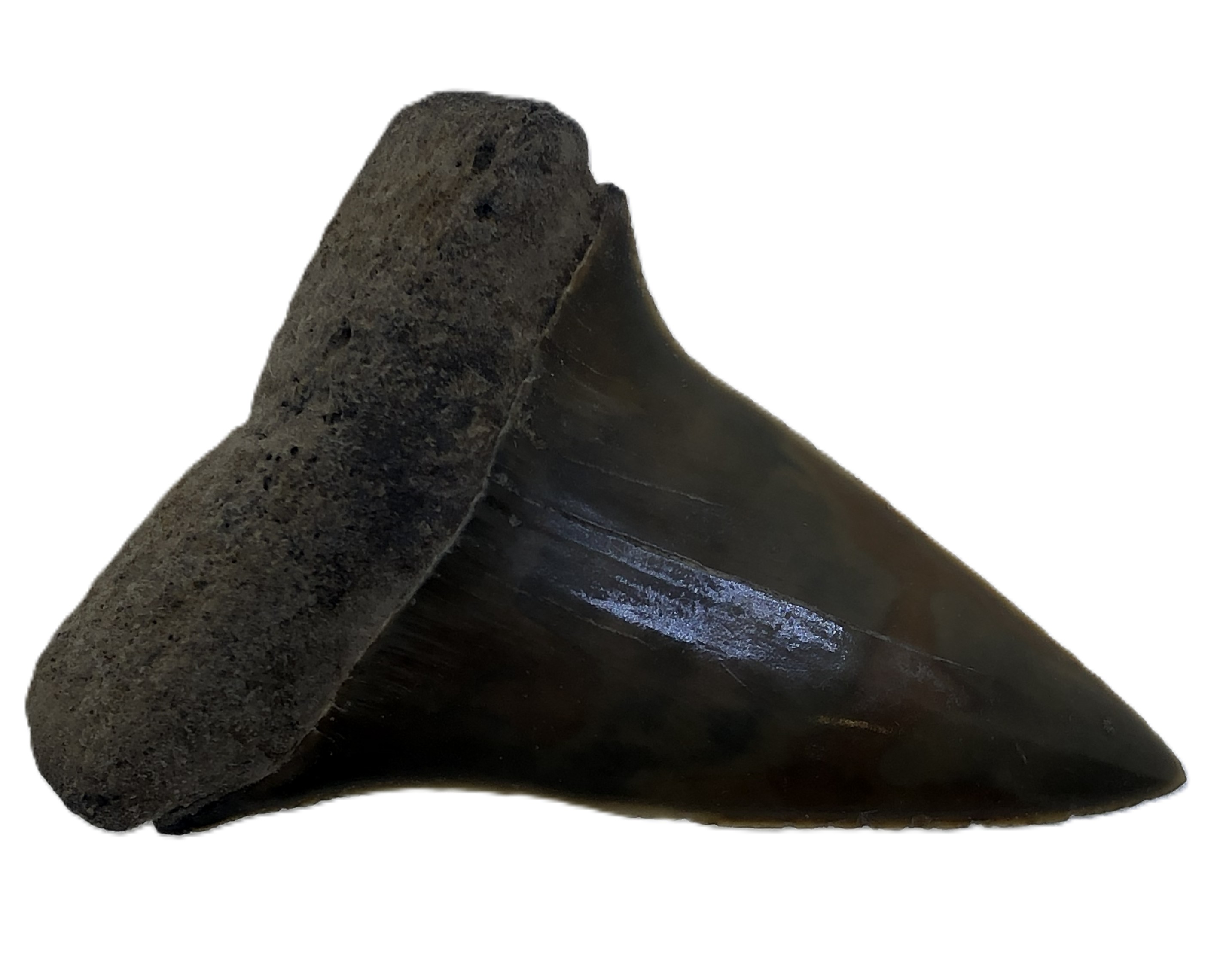 Isurus Hastalis Tooth.