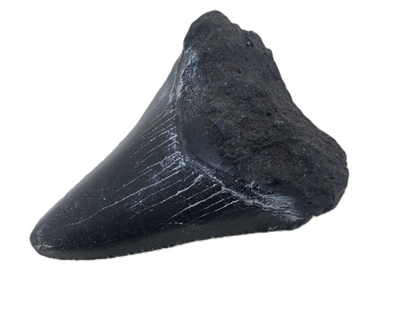 Carcharocles Megalodon Tooth.