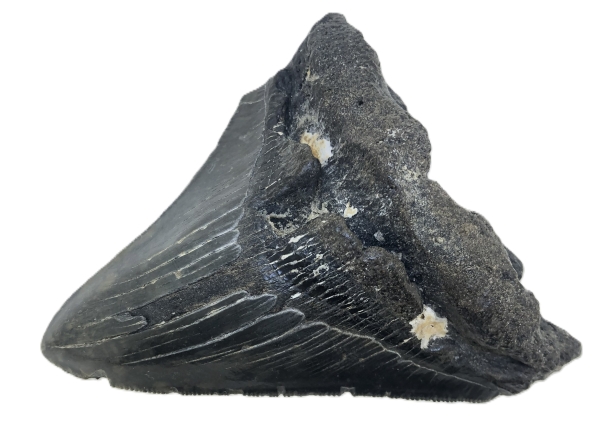 Carcharocles Megalodon Tooth.