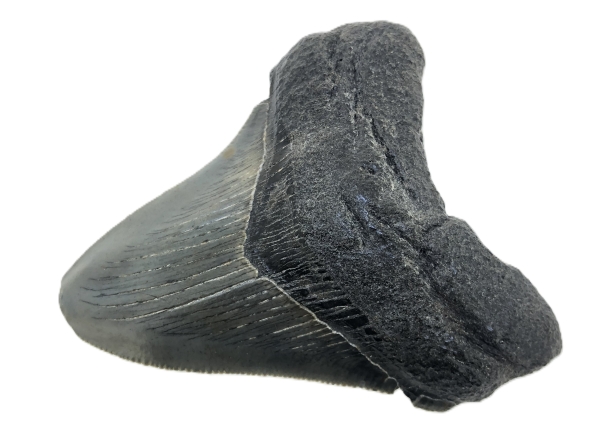 Carcharocles Megalodon Tooth.
