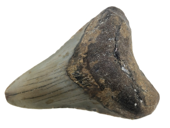 Otodus Megalodon Tooth.