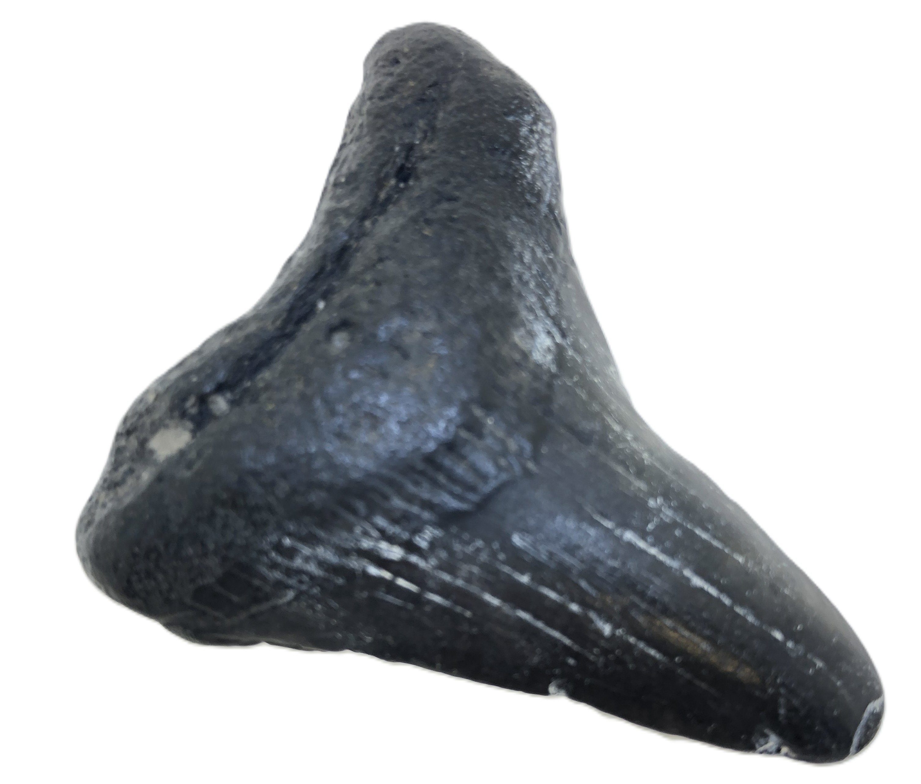 Carcharocles Megalodon Tooth.