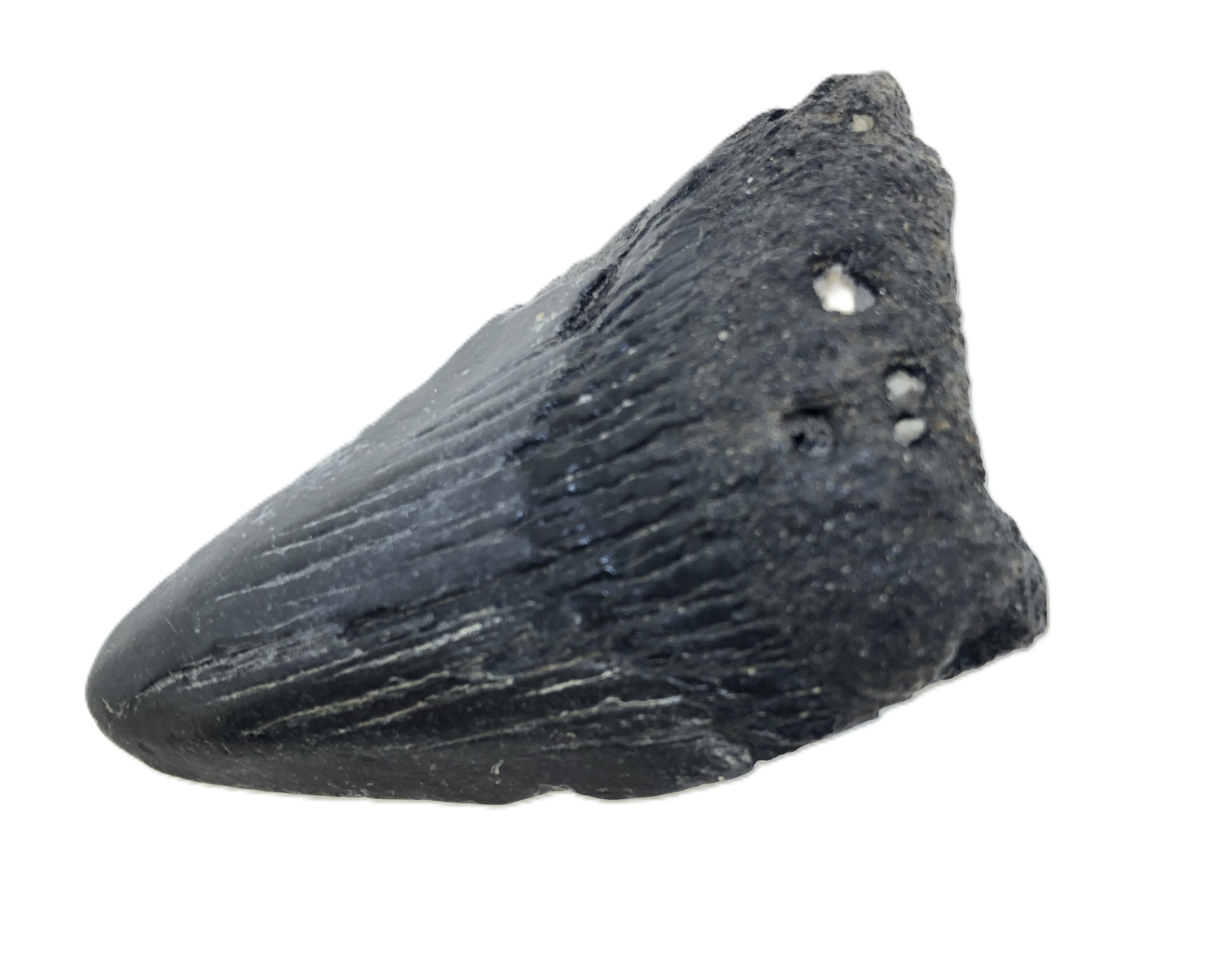 Carcharocles Megalodon Tooth.