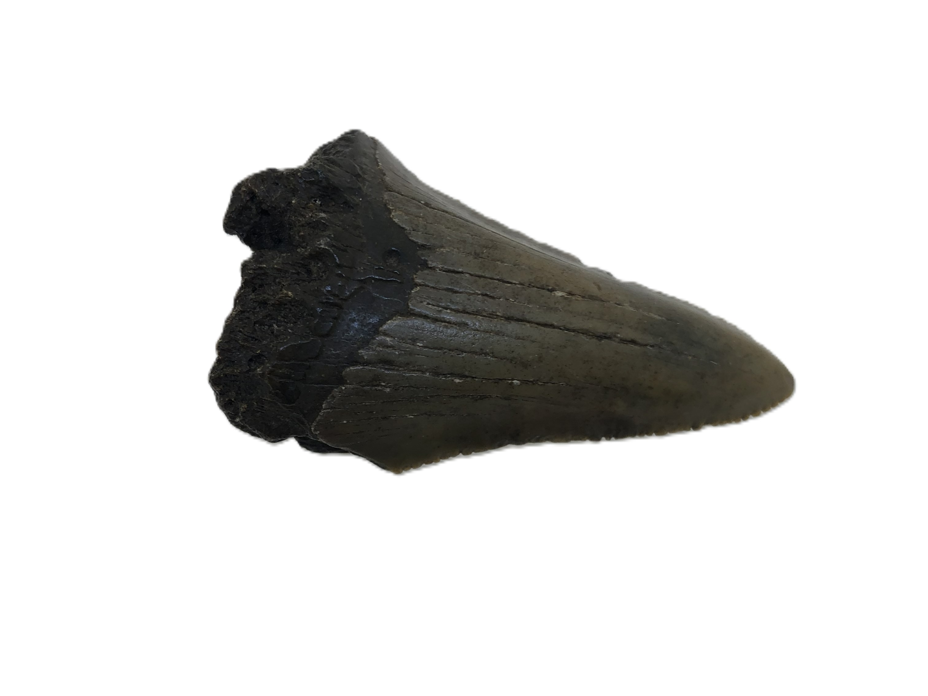 Carcharocles Megalodon Tooth.