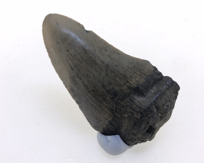 Carcharocles Megalodon Tooth.