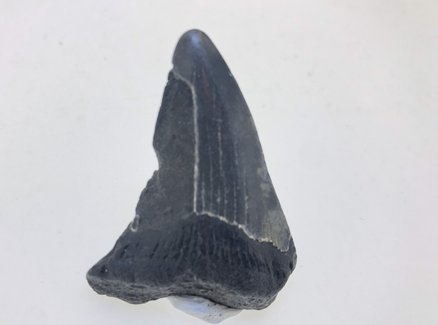 Carcharocles Megalodon Tooth.