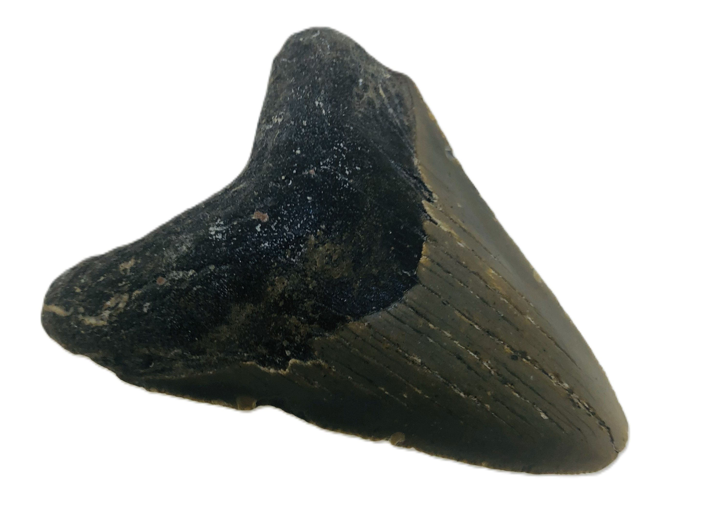 Carcharocles Megalodon Tooth.