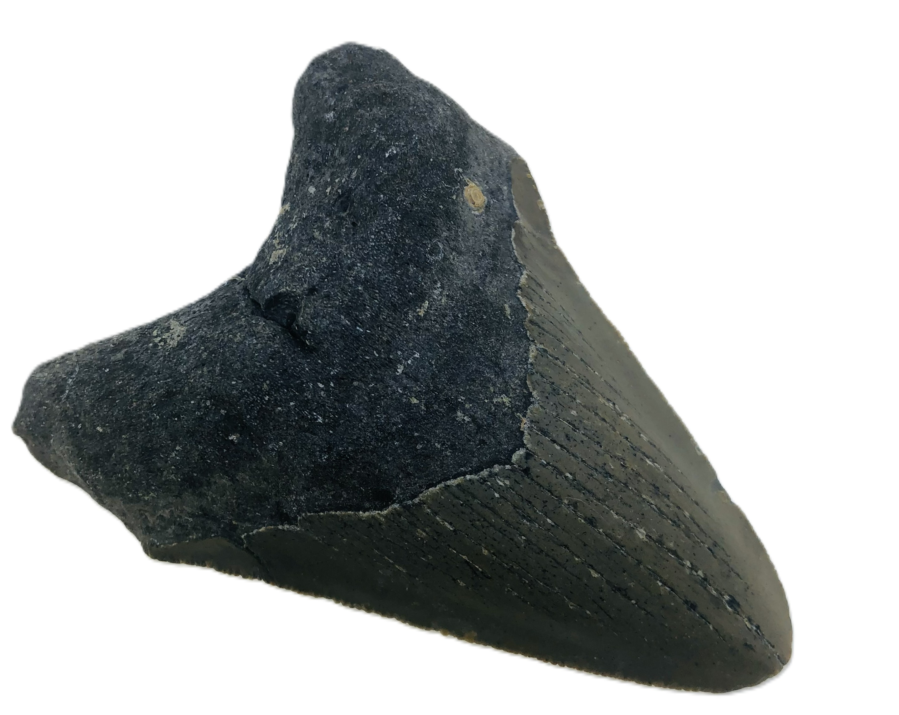 Carcharocles Megalodon Tooth.