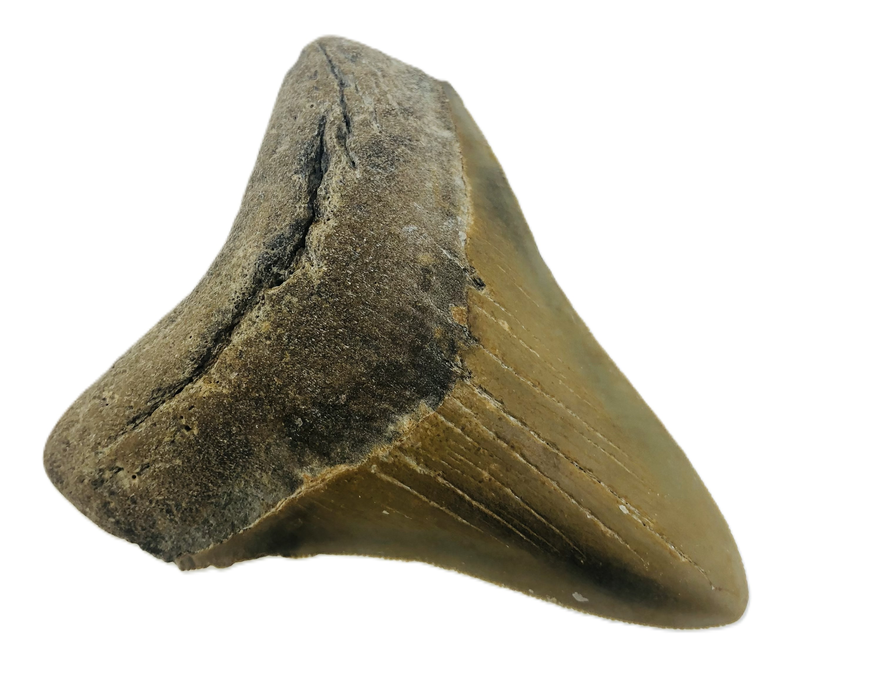 Otodus Megalodon Tooth.