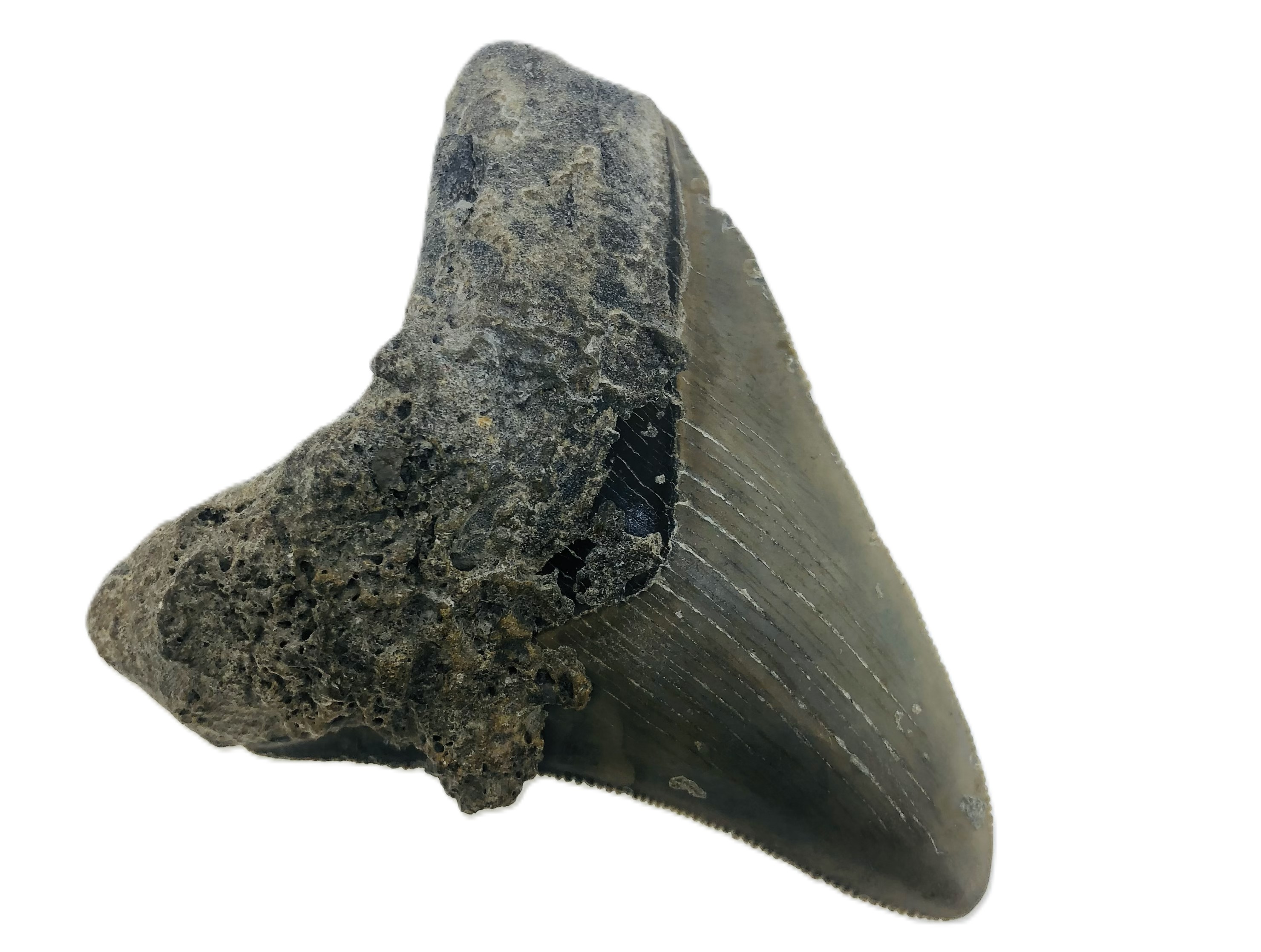 Carcharocles Megalodon Tooth.
