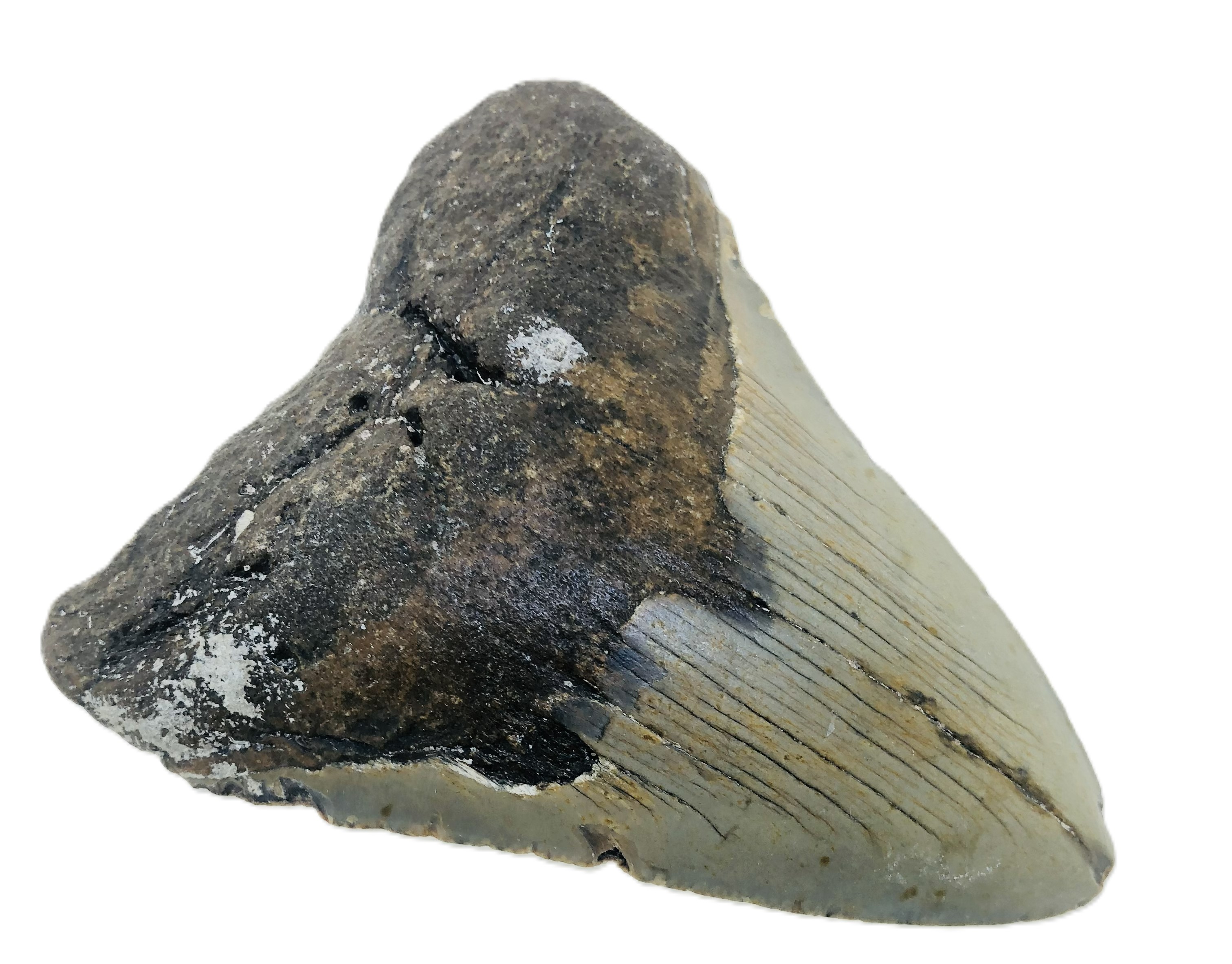 Otodus Megalodon Tooth.