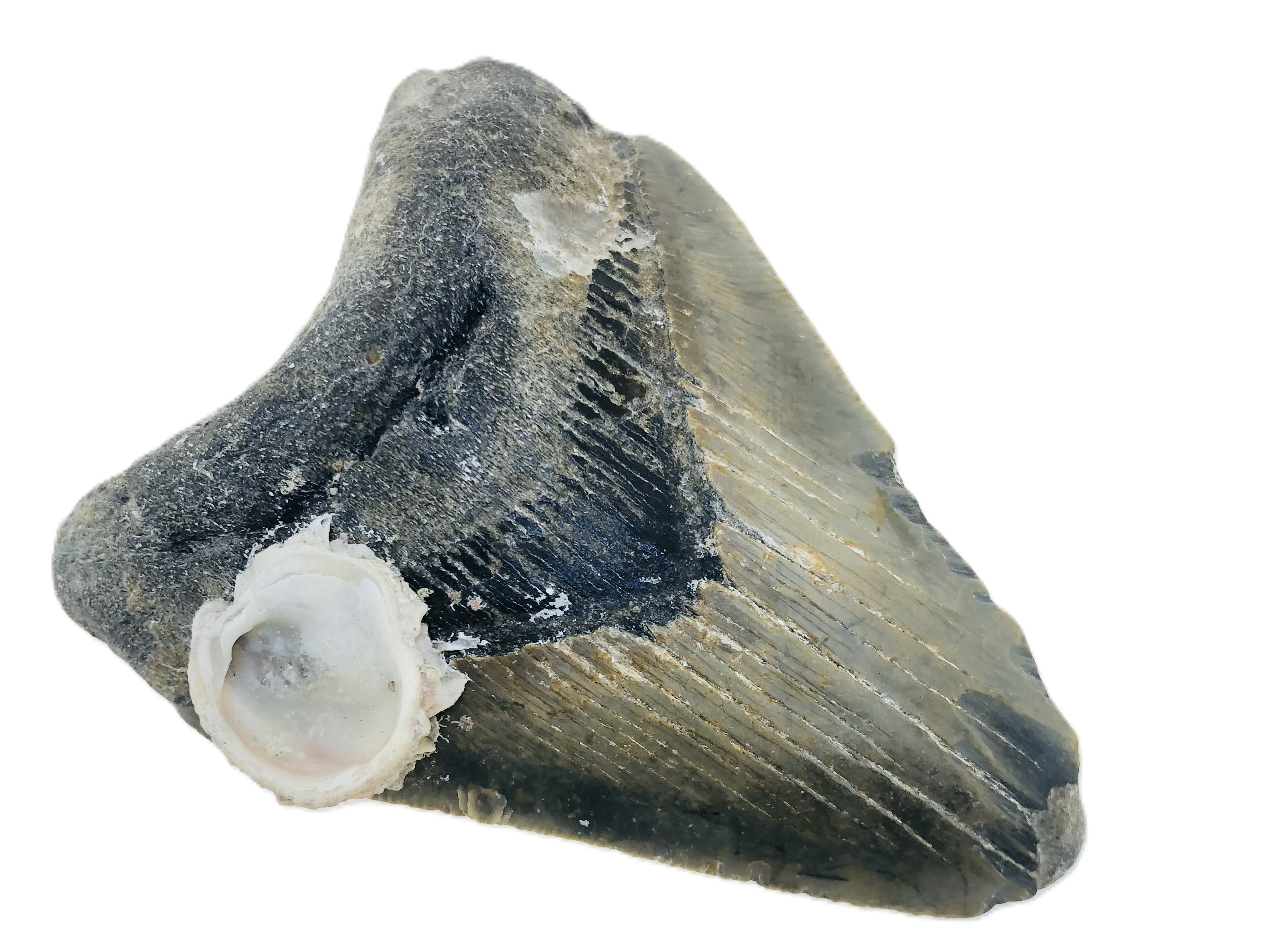 Carcharocles Megalodon Tooth.