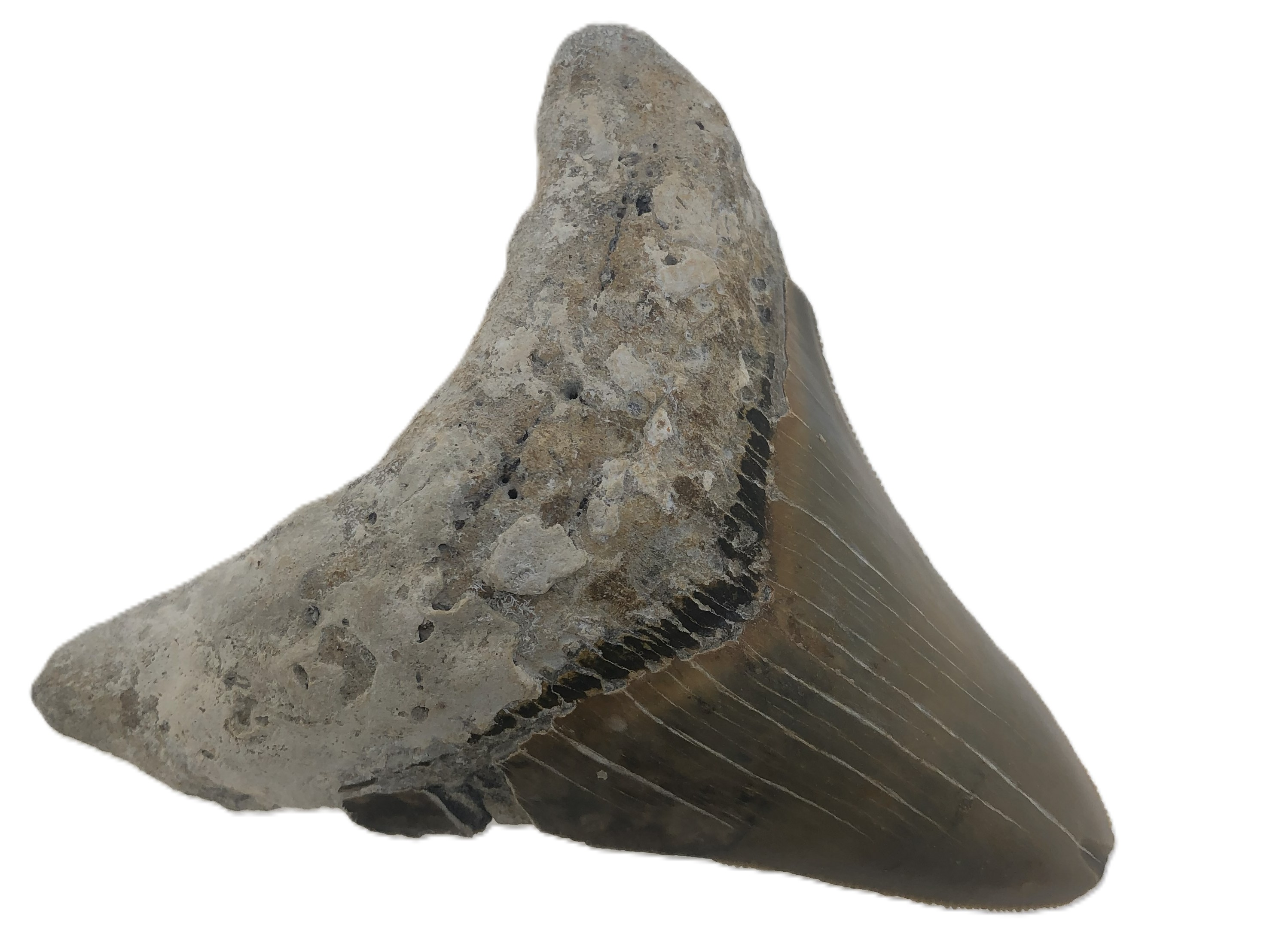 Carcharocles Megalodon Tooth.