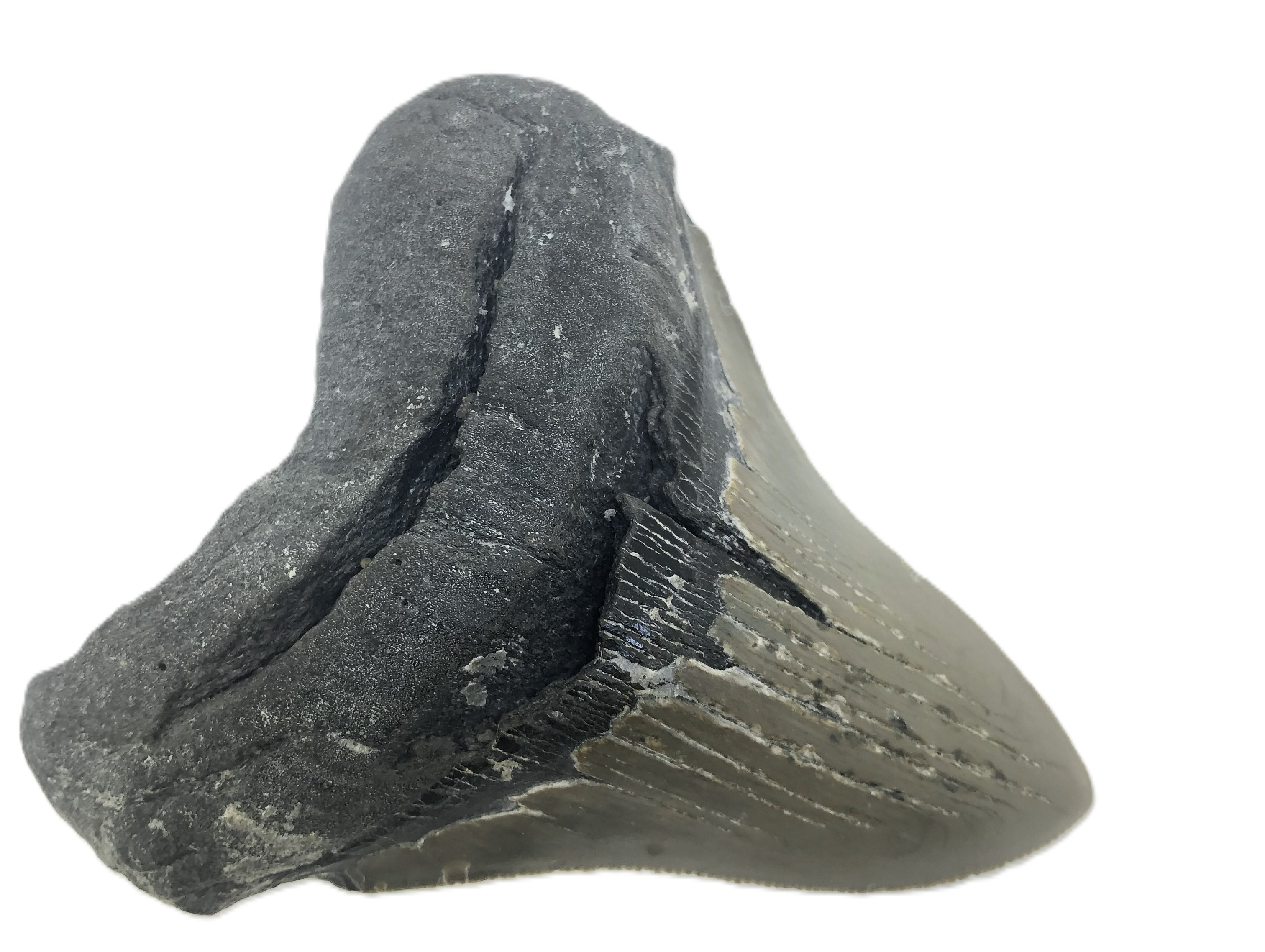 Carcharocles Megalodon Tooth.