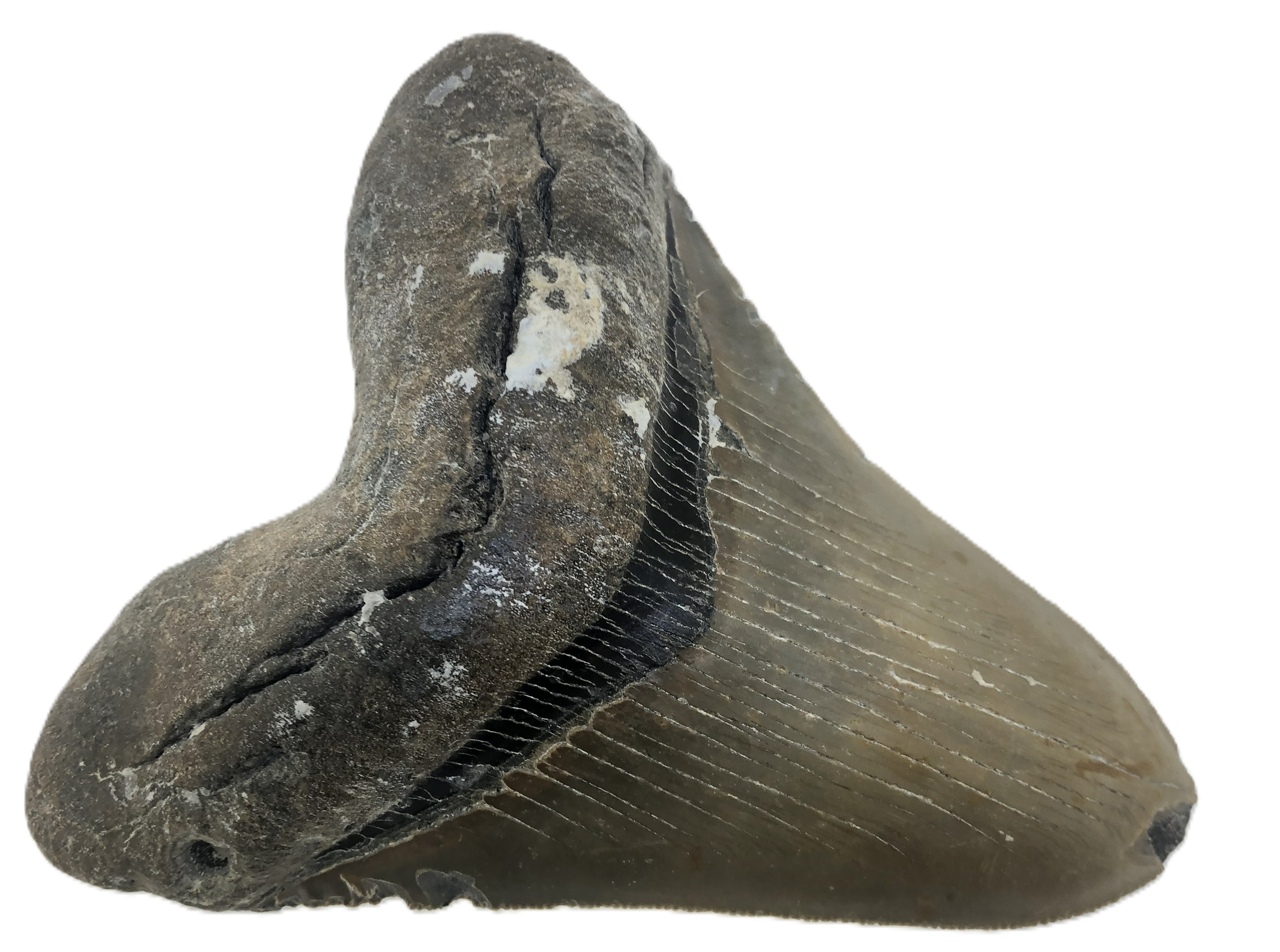 Carcharocles Megalodon Tooth.