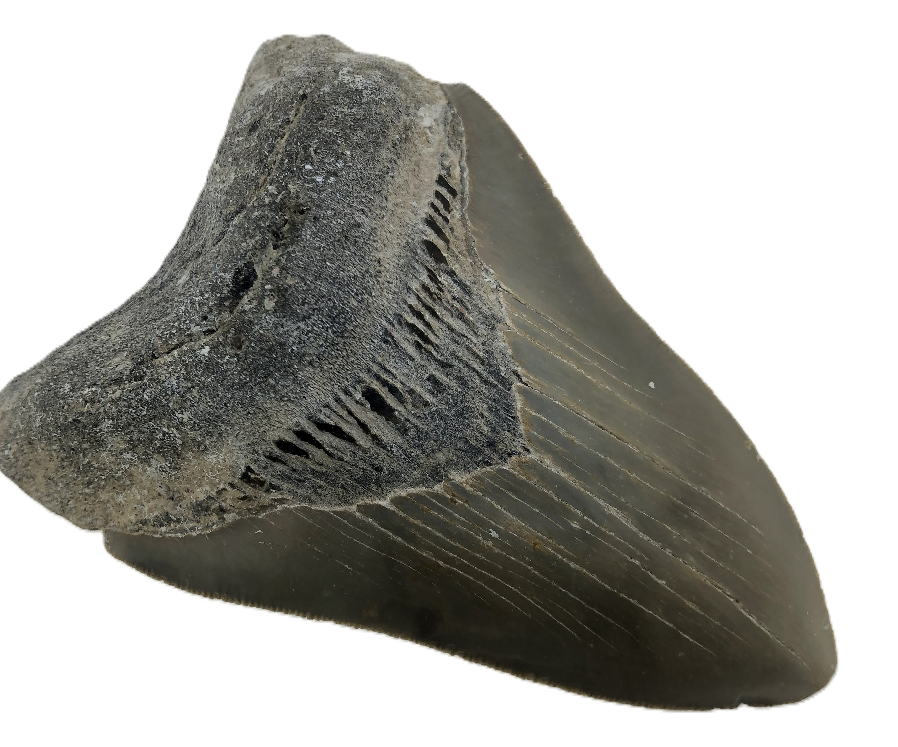 Carcharocles Megalodon Tooth.