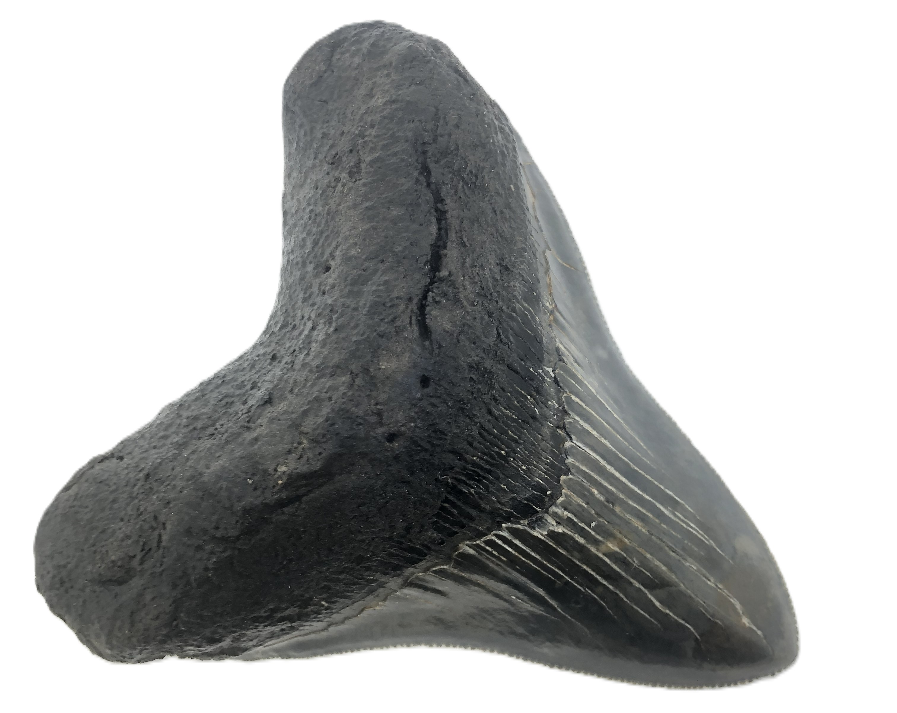 Carcharocles Megalodon Tooth.