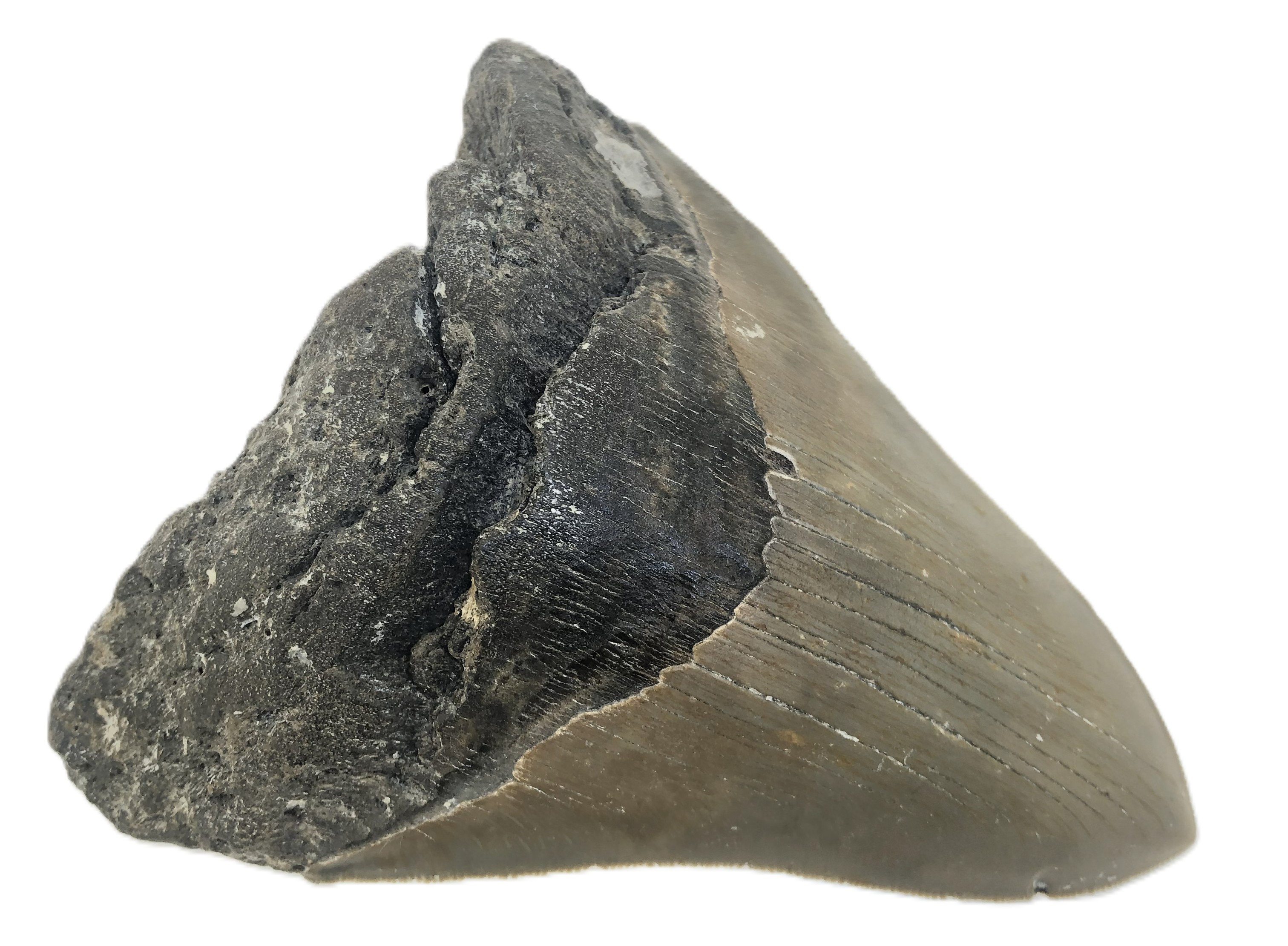 Carcharocles Megalodon Tooth.