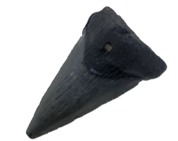 Carcharocles Megalodon Tooth.