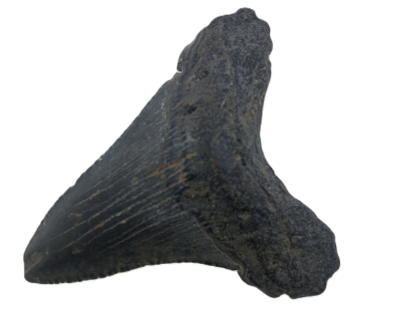 Carcharocles Megalodon Tooth.