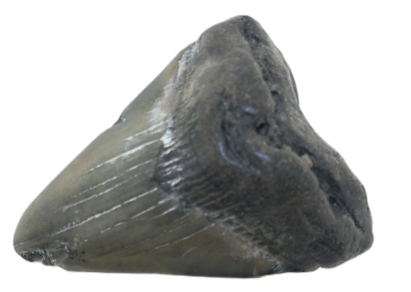 Otodus Megalodon Tooth.