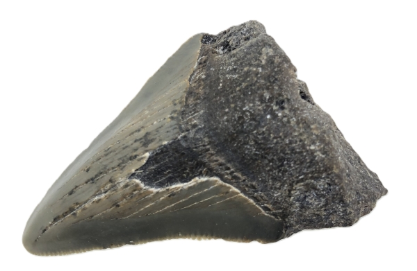 Otodus Megalodon Tooth.