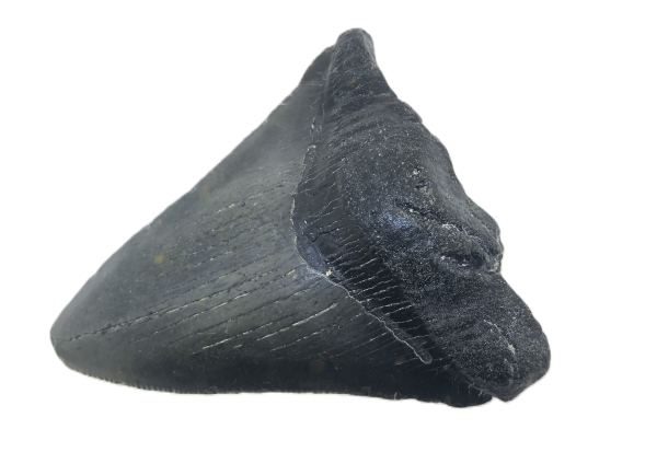 Carcharocles Megalodon Tooth.