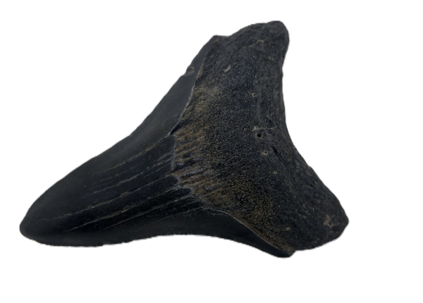 Carcharocles Megalodon Tooth.