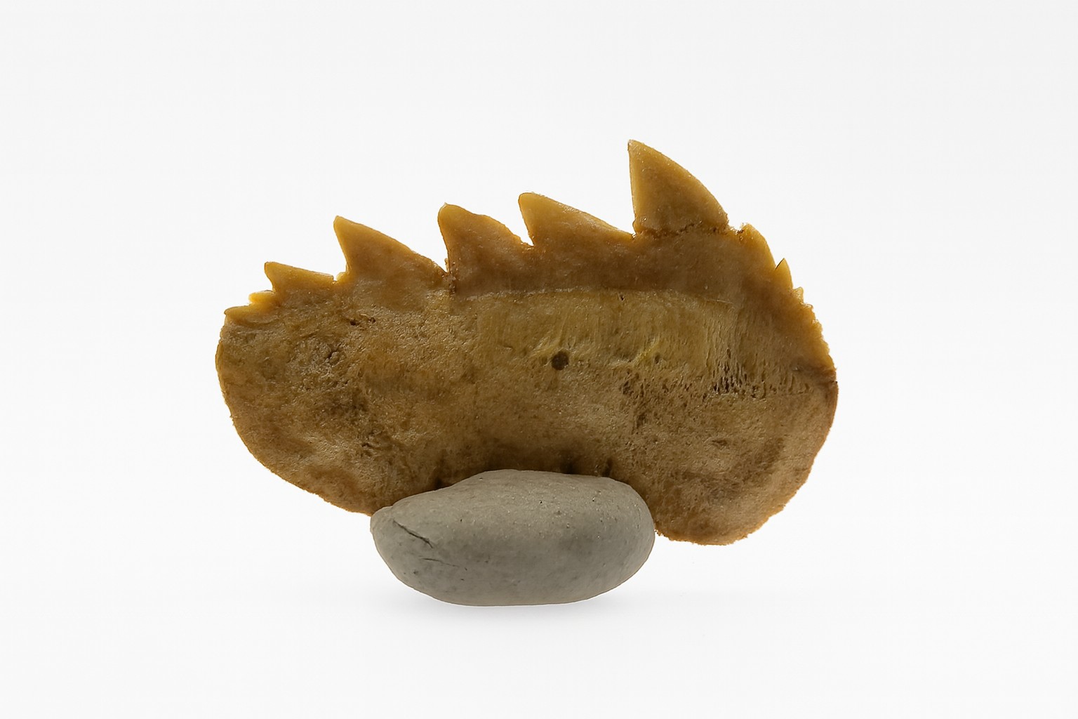 Notidanodon Tooth