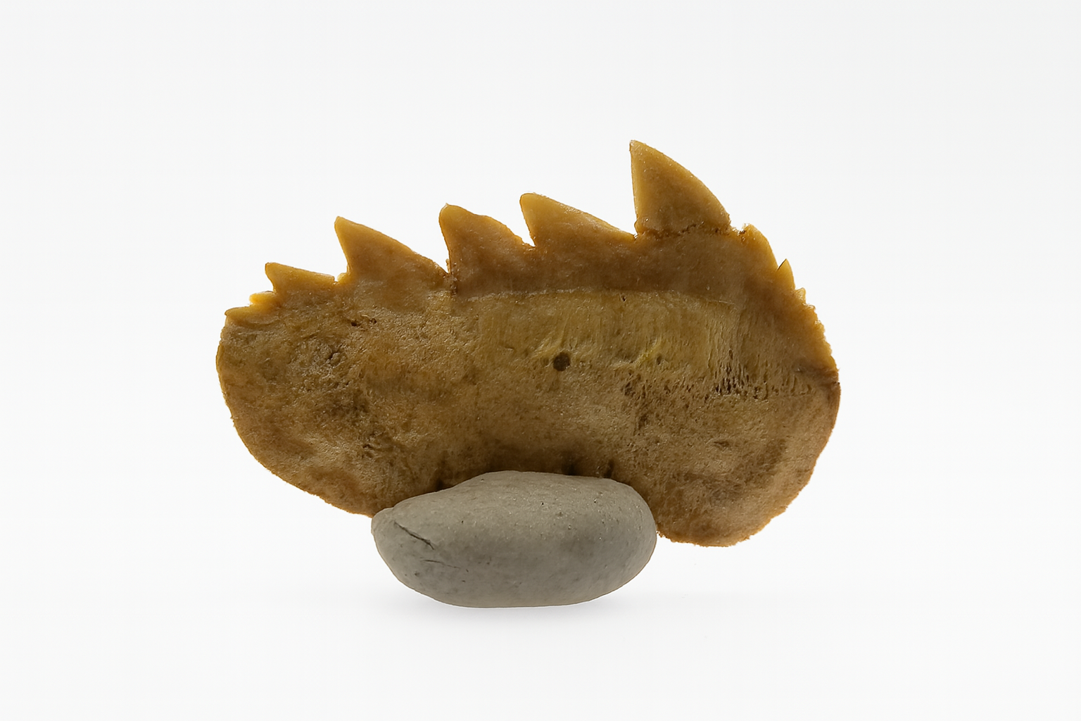 Notidanodon Tooth