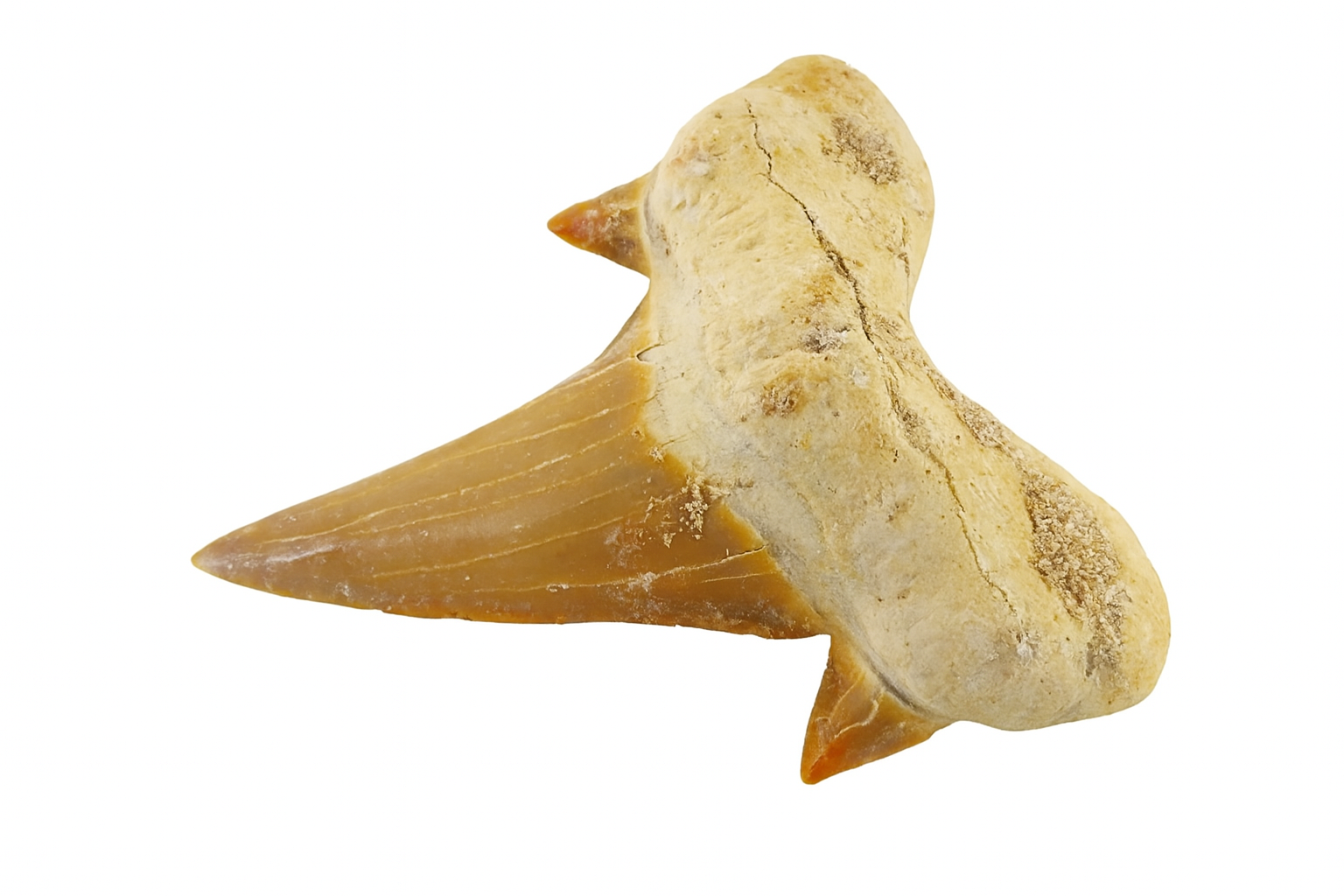 Otodus Obliquus Tooth.