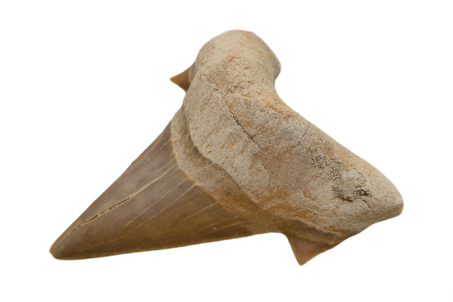 Otodus Obliquus Tooth.