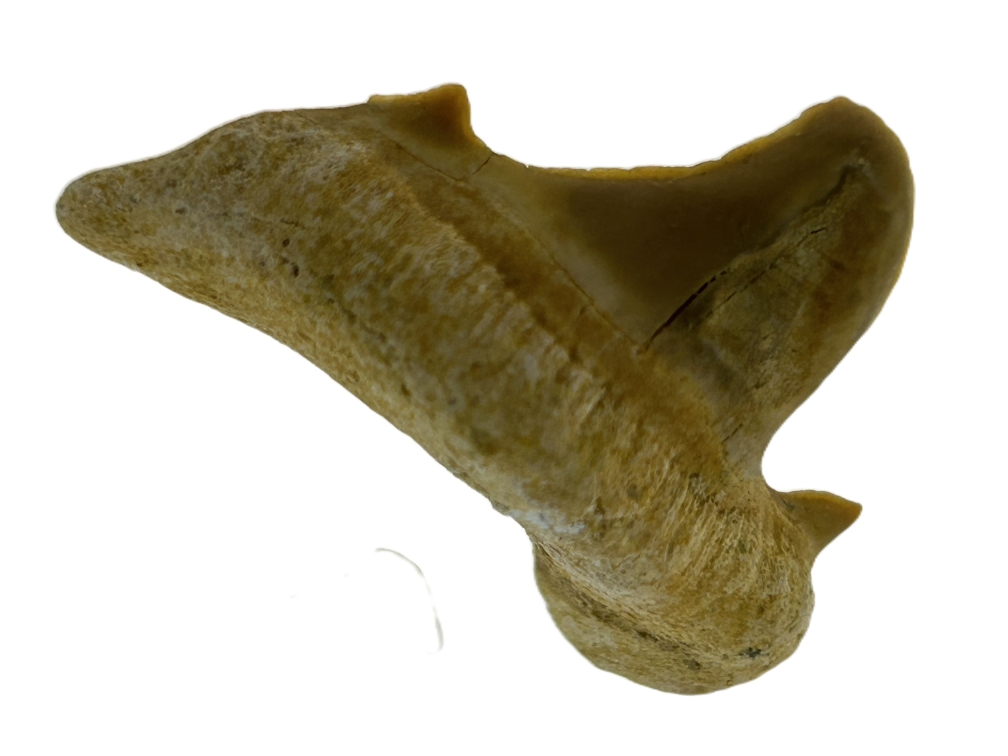 Otodus Obliquus Tooth.