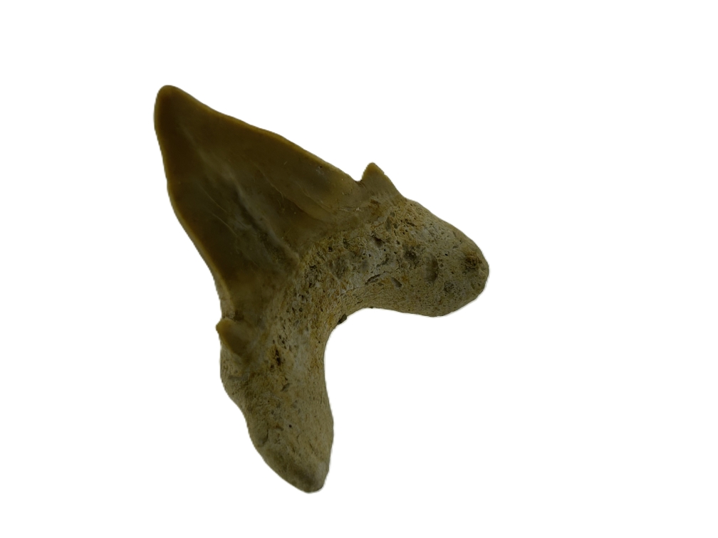 Otodus Obliquus Tooth.