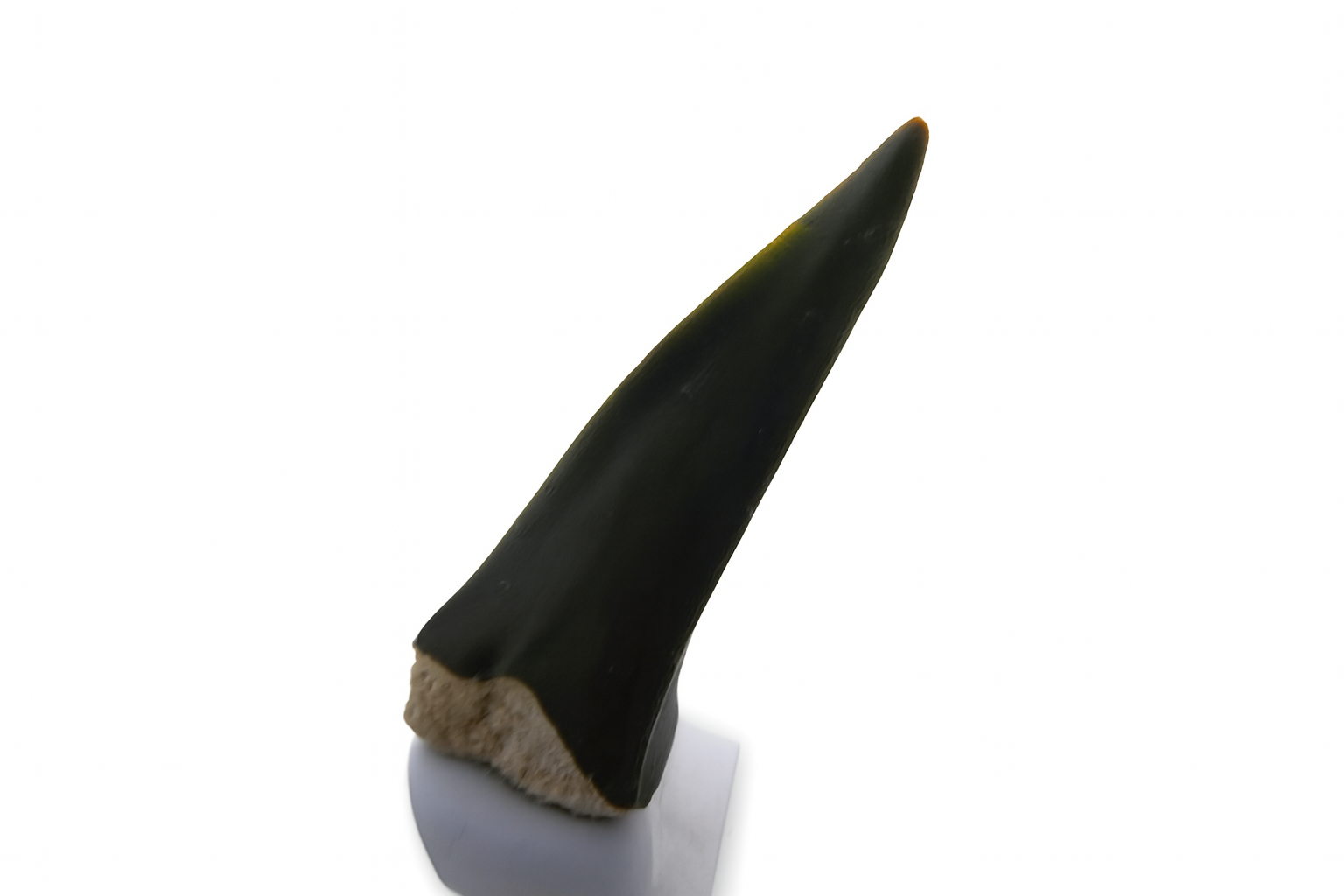 Australian Shark Teeth