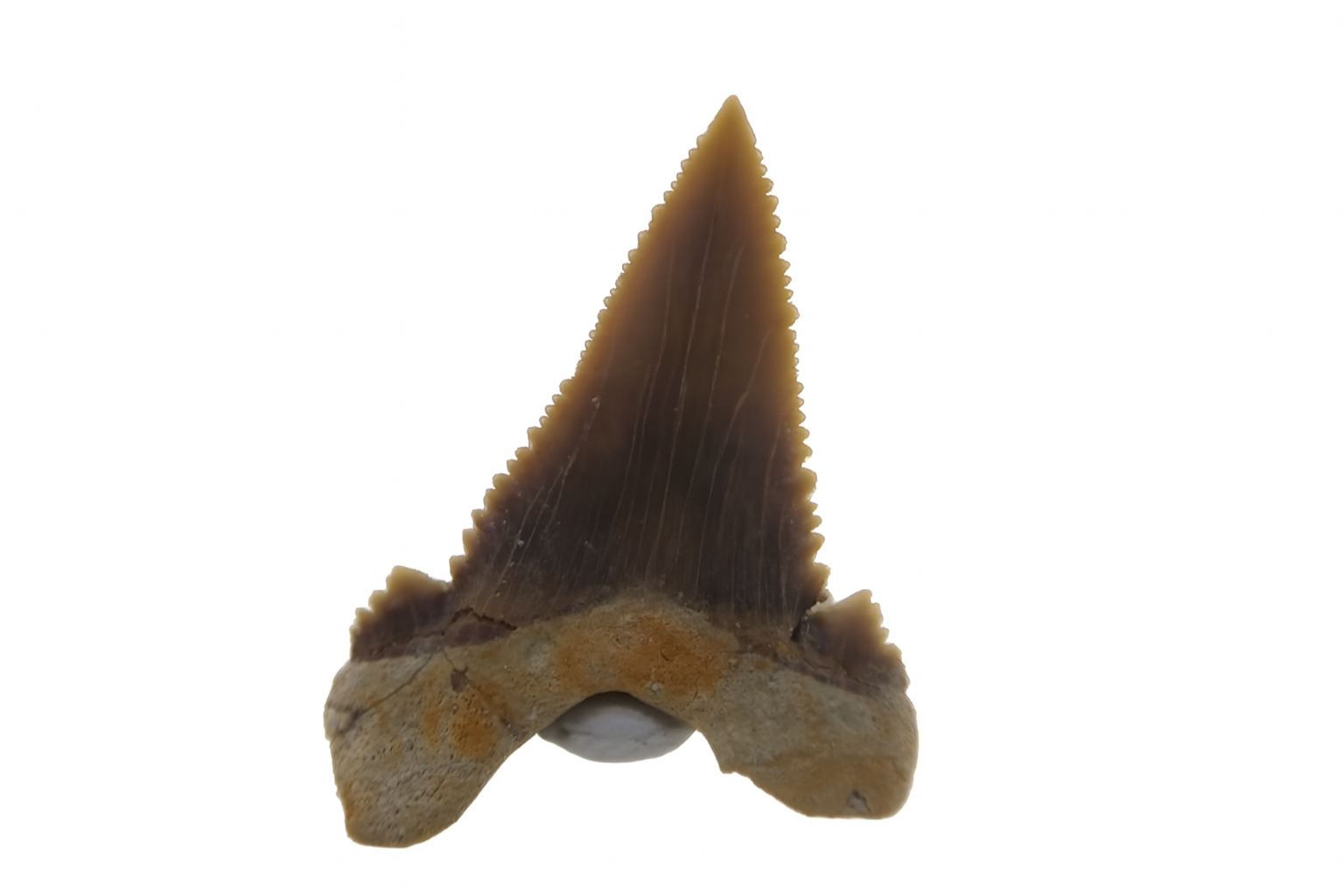 Paleocarcharadon Orientalis