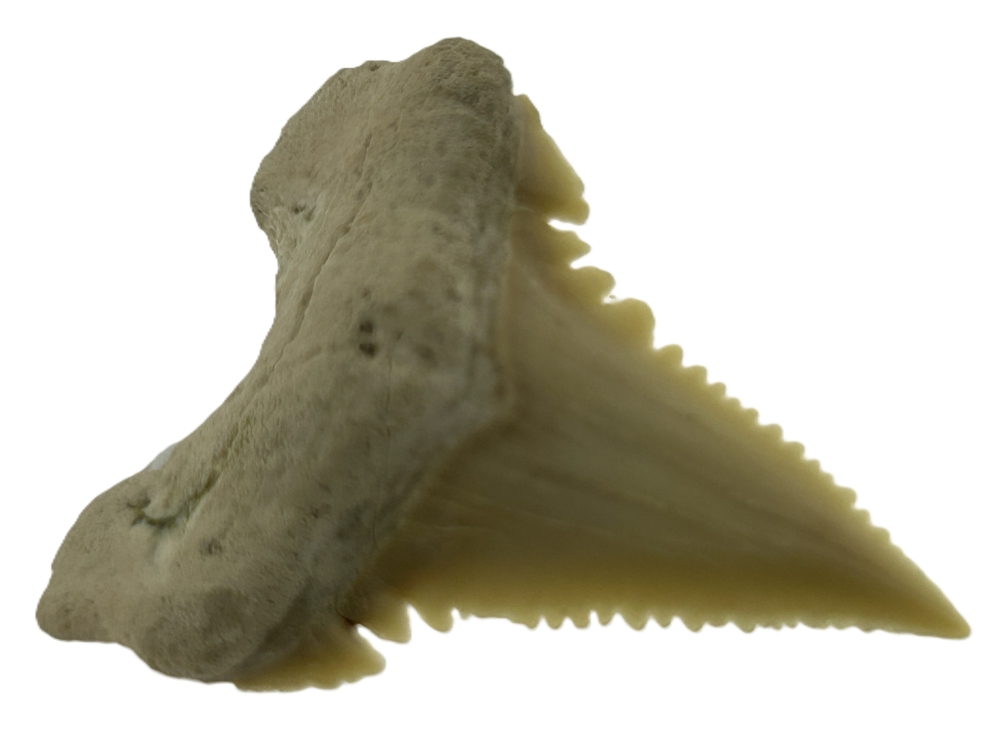 Paleocarcharadon Orientalis Tooth.