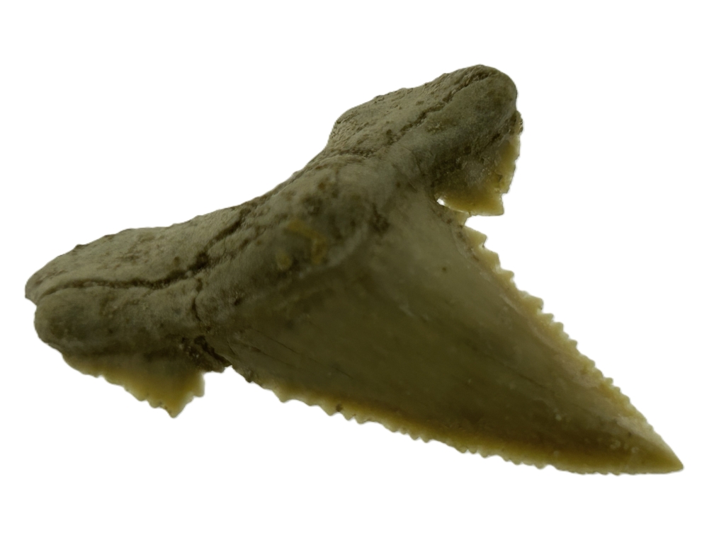 Paleocarcharadon Orientalis Tooth.