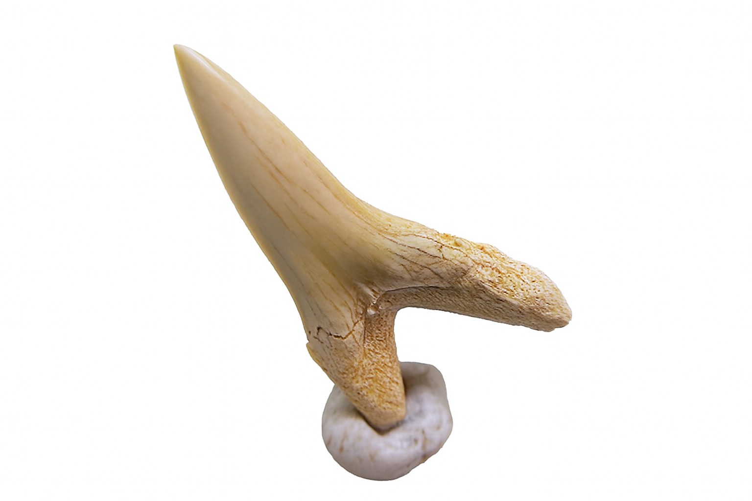 Striatolamia Macrota