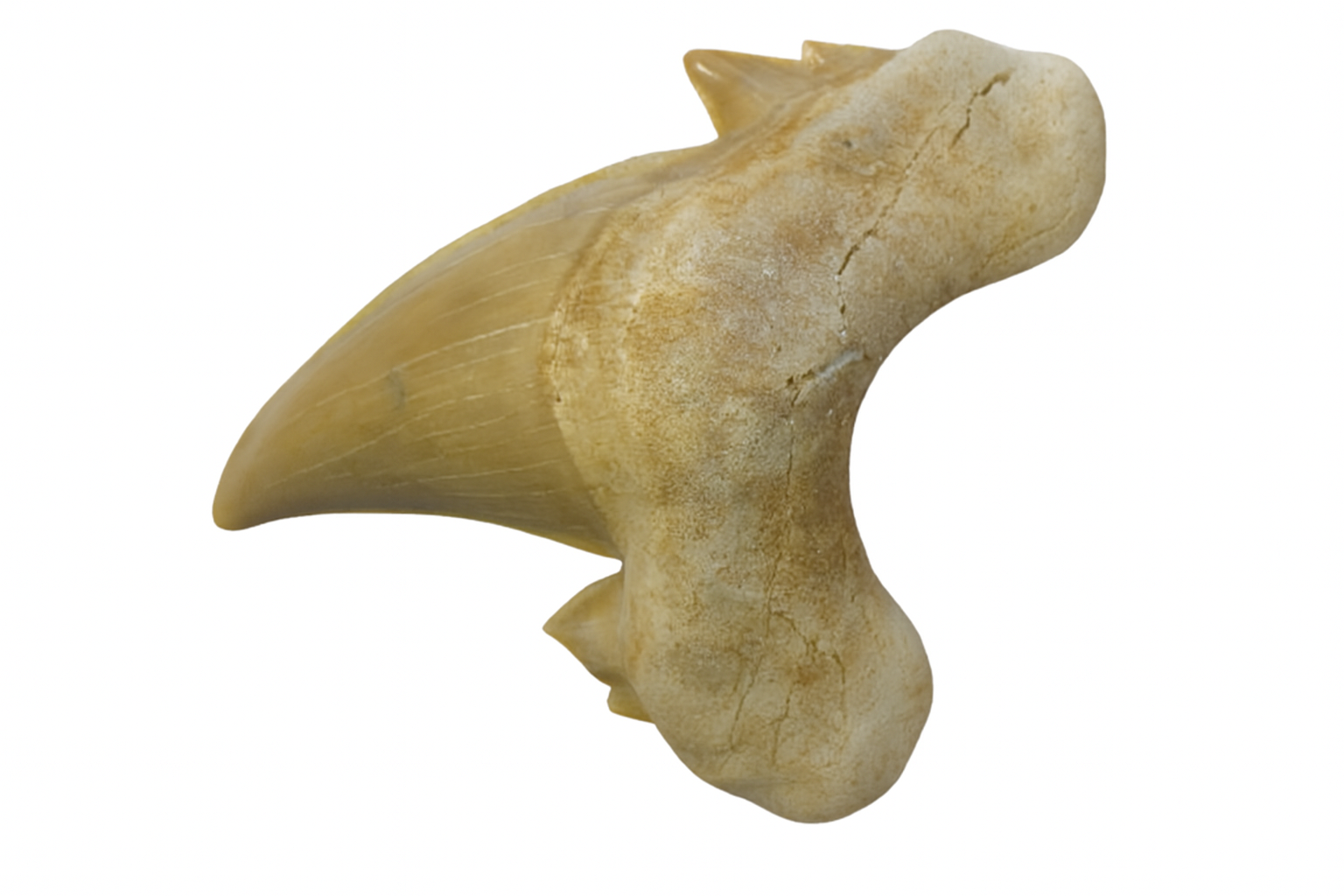 Otodus Obliquus Tooth.