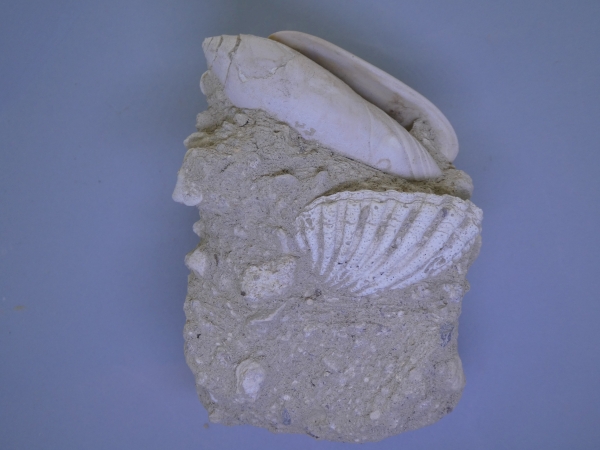 Gastropod.