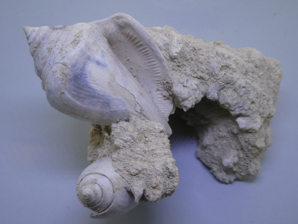 Gastropod.
