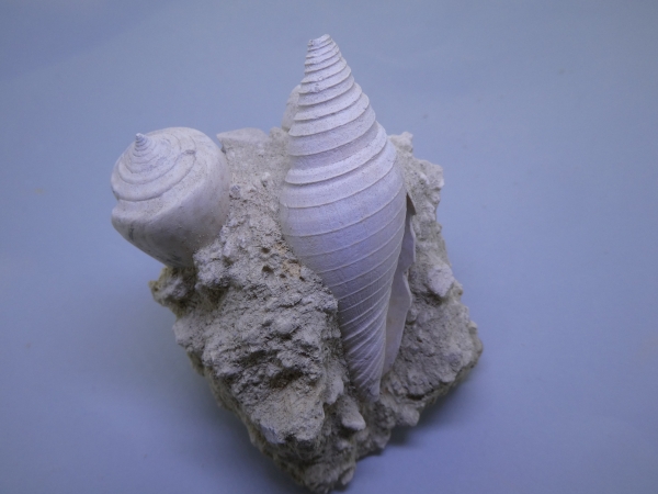 Gastropod.