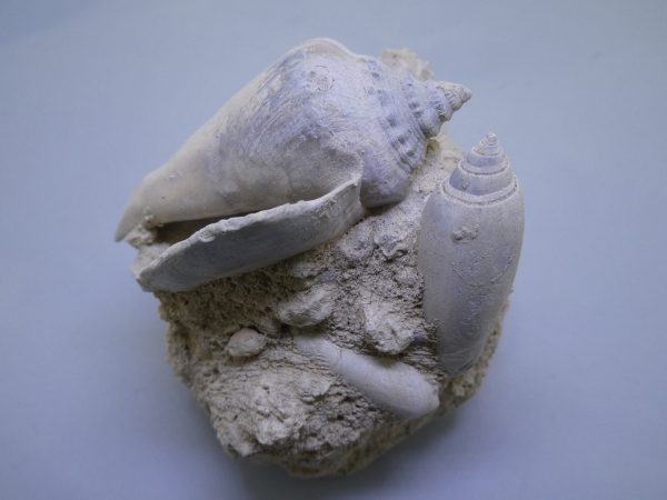 Gastropod.