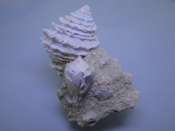 Gastropod.