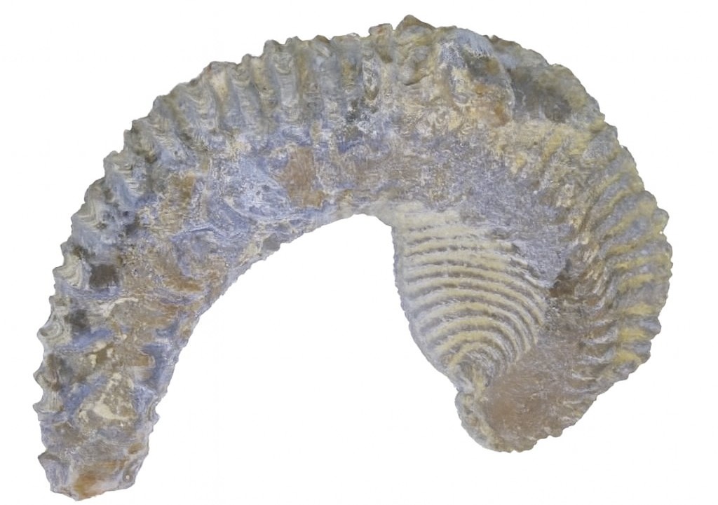Alectryona carinata.